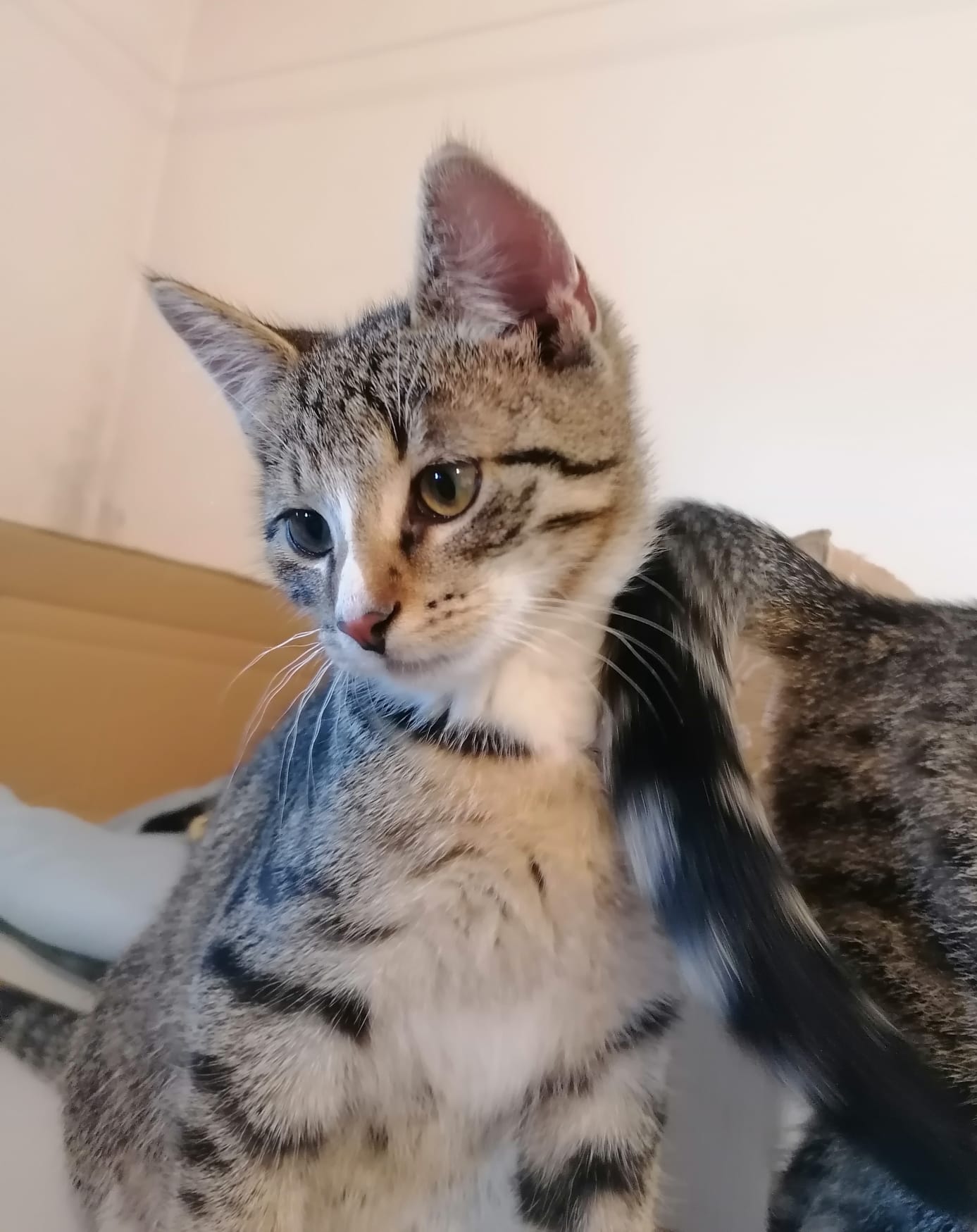 tom2