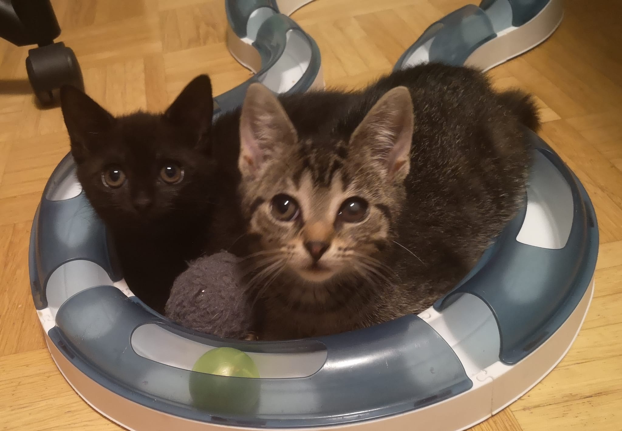 bella und findus