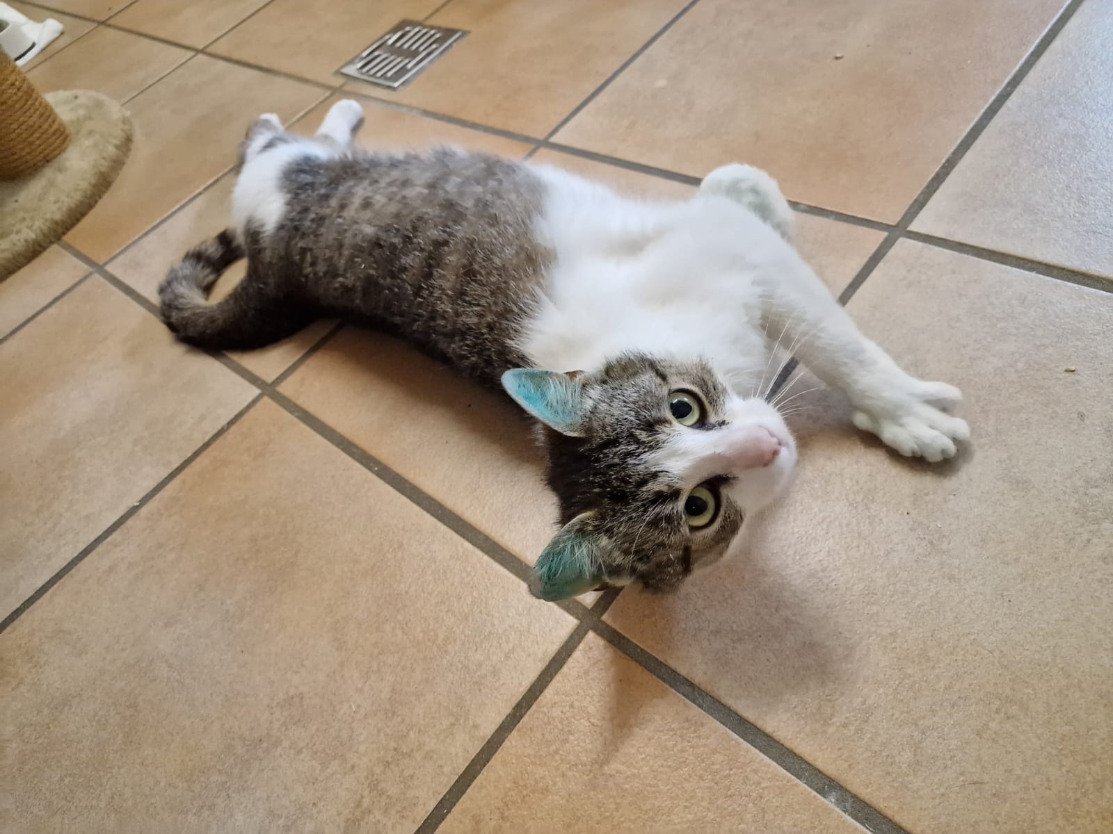 Mia