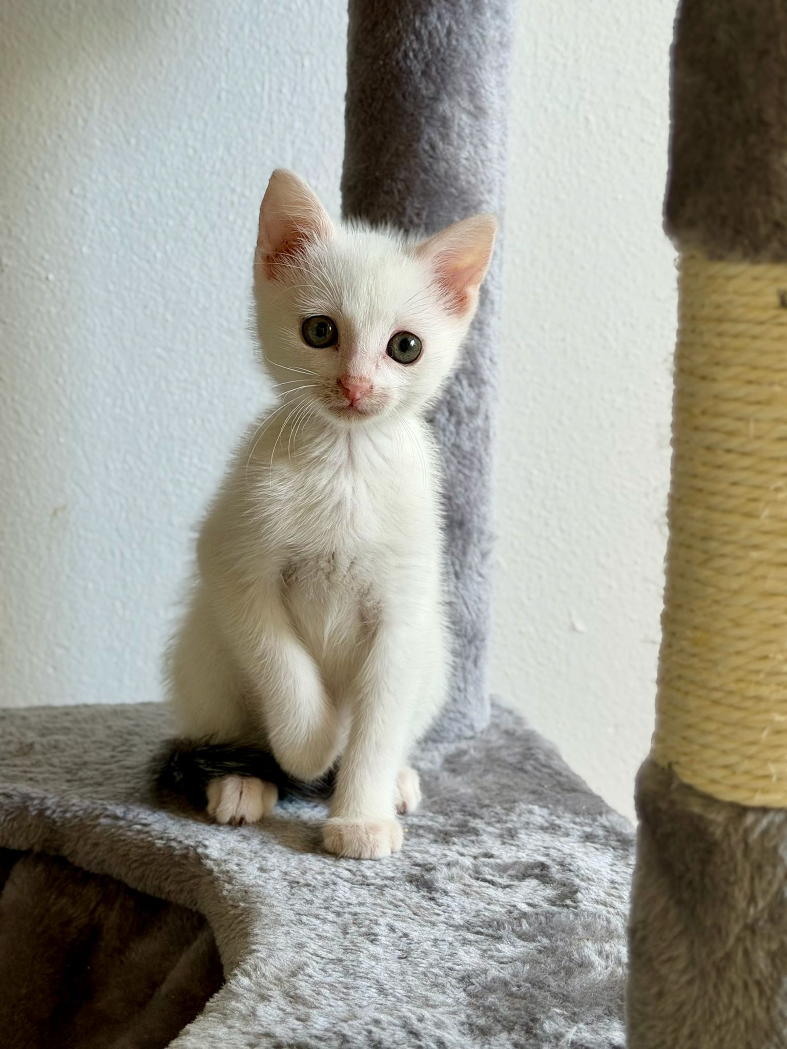 Oreo