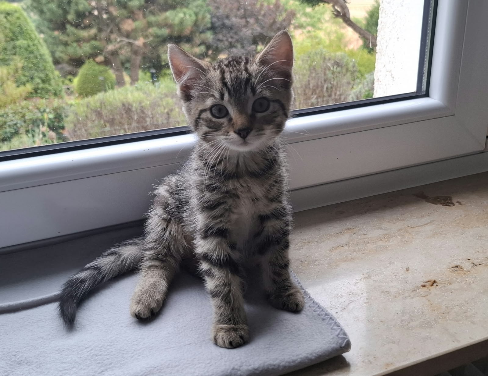 Kasimir
