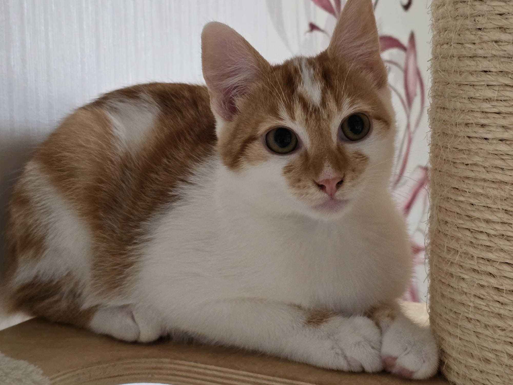 Felix 2