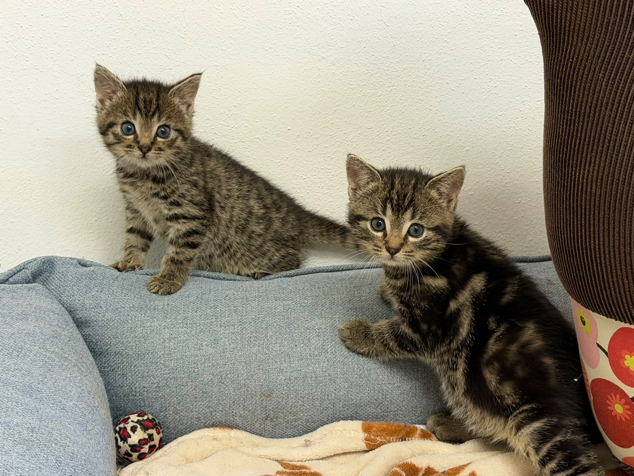 Lotta und Coco